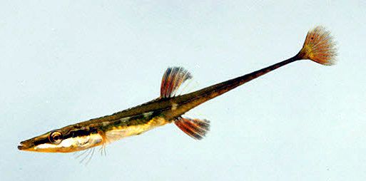 Spinachia spinachia_07.jpg